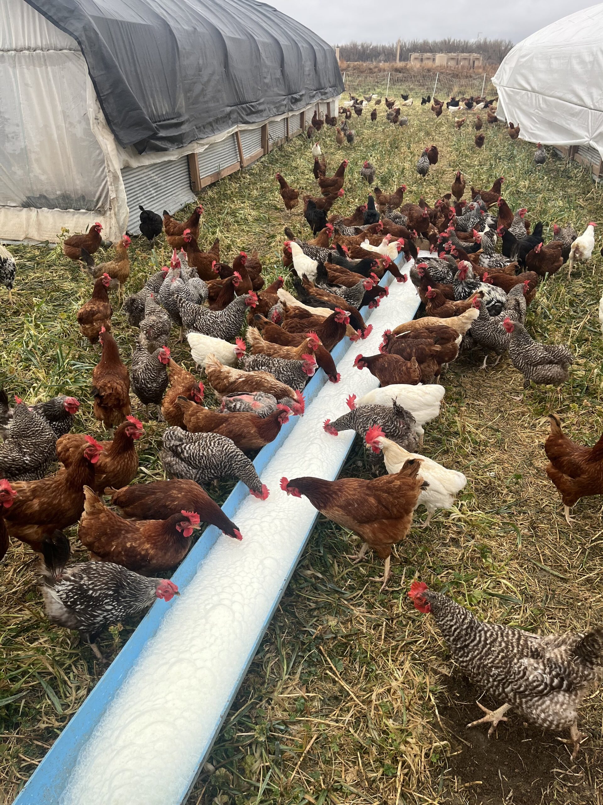 A flock of free-range chickens, including various breeds such as Rhode Island Reds and Barred Rocks, gather around a long feeding trough in a grassy area near portable chicken coops. The scene captures the natural behavior of the chickens as they feed and roam in an outdoor farm setting.