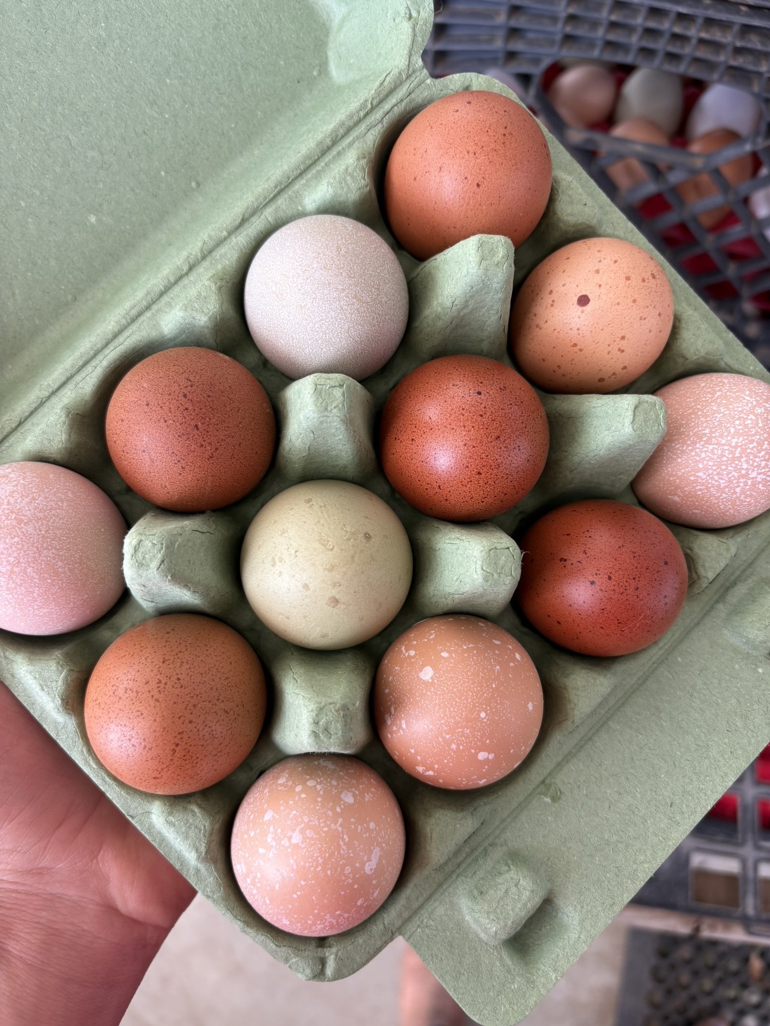 IMG_0448 A hand holding an open carton containing twelve assorted eggs in various shades of brown and cream, showcasing their unique textures and colors.